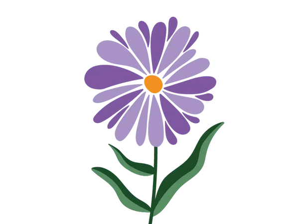 Aster