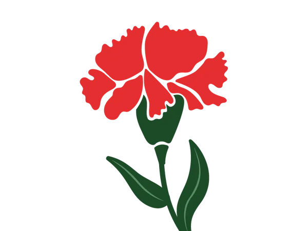 Carnation
