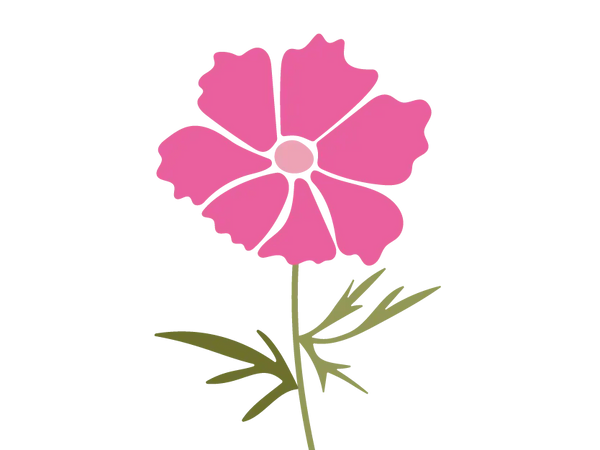 Cosmos