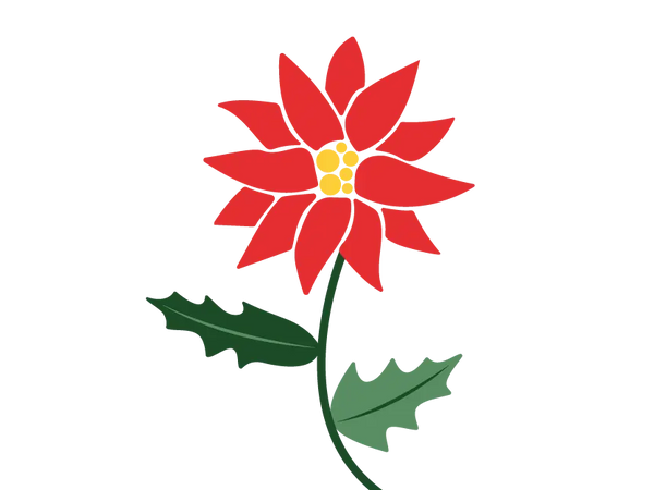 Holly