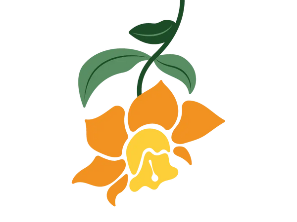 Jonquil