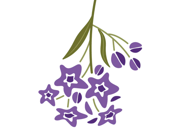 Larkspur