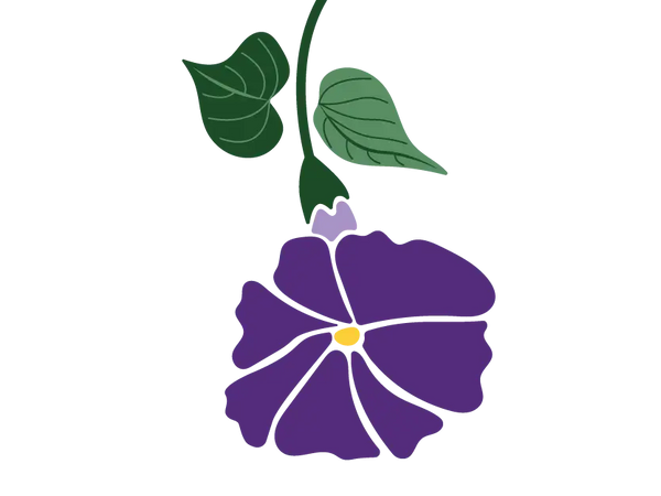 Morning Glory