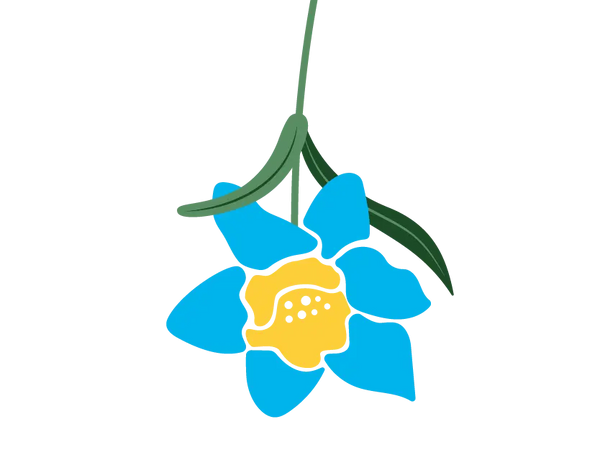 Narcissus