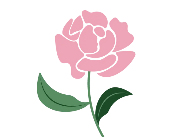 Peony